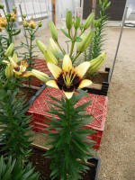 [5503 PO03 BumbleBee No01.JPG]